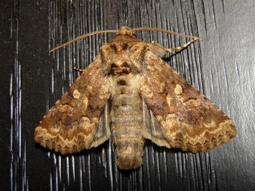Réf. 246 740 : Conisania luteago